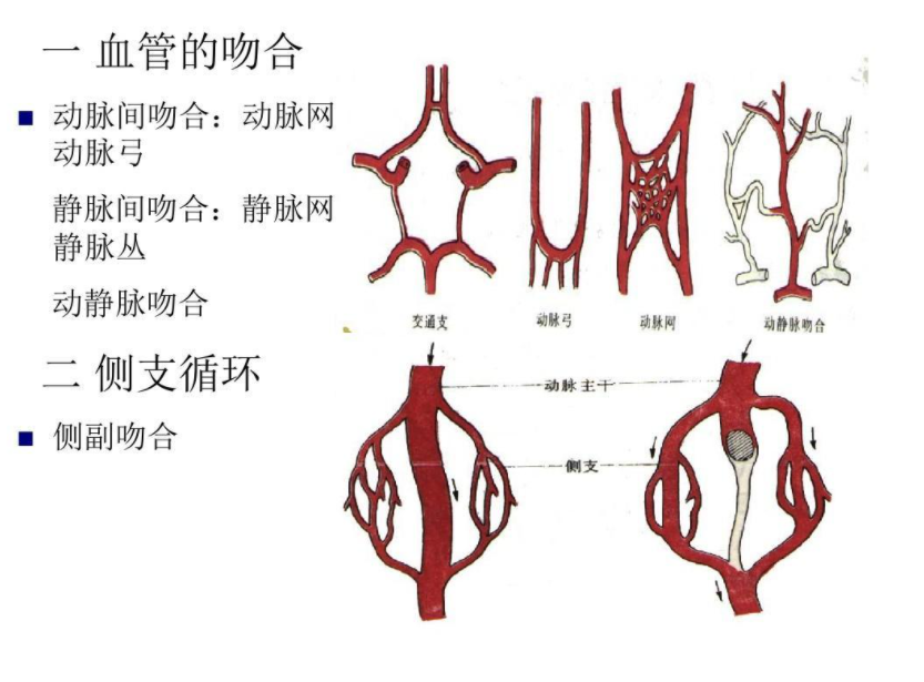 動靜脈吻合支