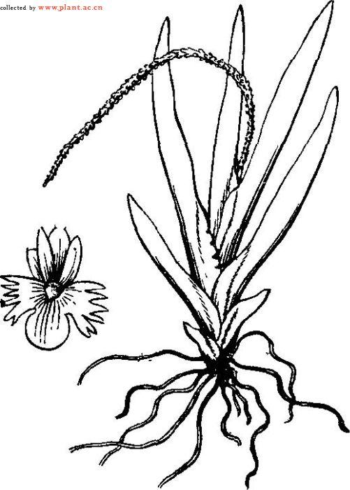 条裂鸢尾兰