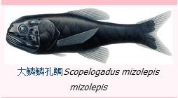 大鱗鯛科