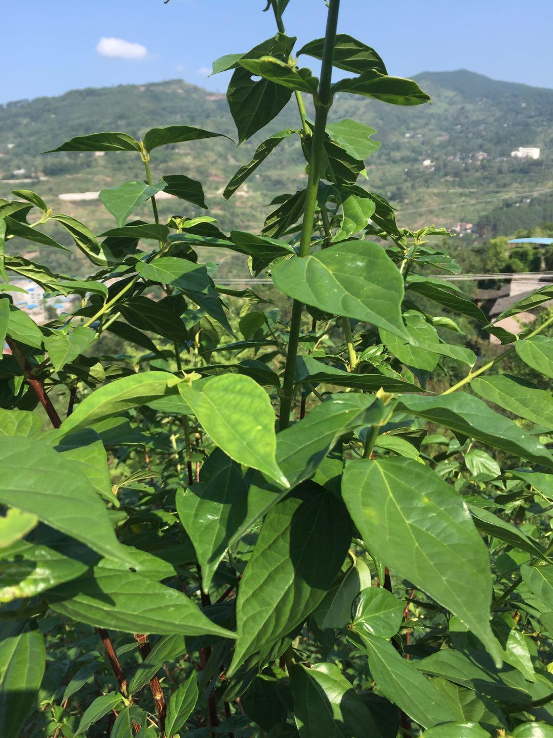 鮮葉