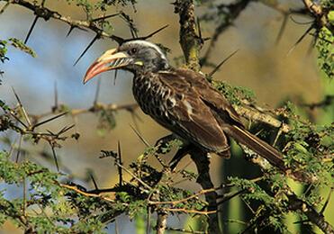 黑彎嘴犀鳥(niǎo)