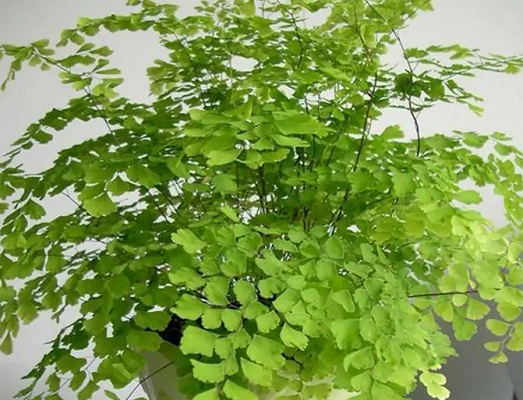 西藏铁线蕨