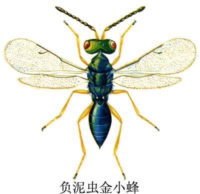 負(fù)泥蟲金小蜂