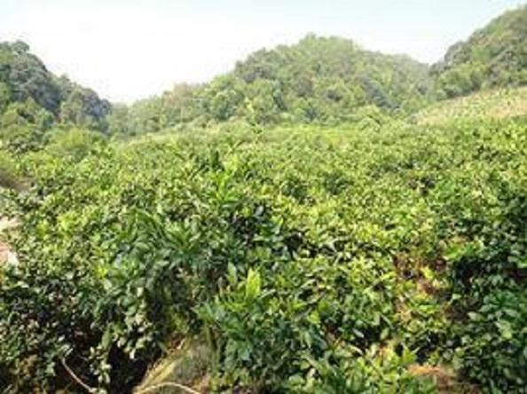 沙溪鄉(xiāng)