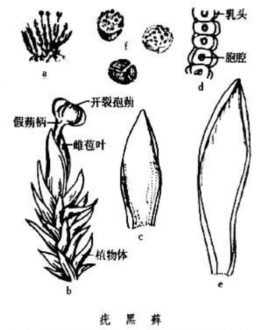 黑藓目