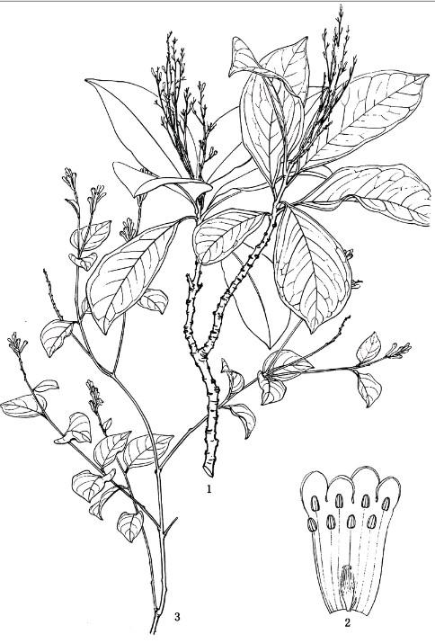 長(zhǎng)錐序蕘花