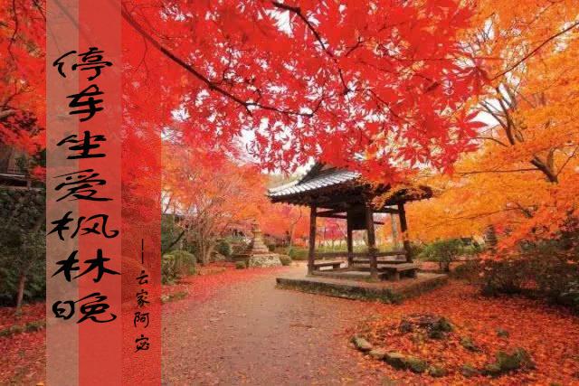 停车坐爱枫林晚