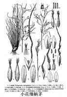 小花細(xì)柄茅