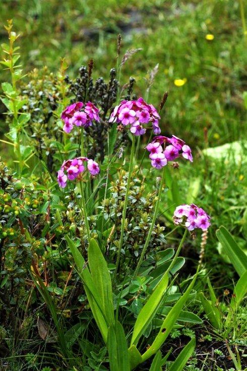 異葉點(diǎn)地梅