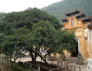 桂李村