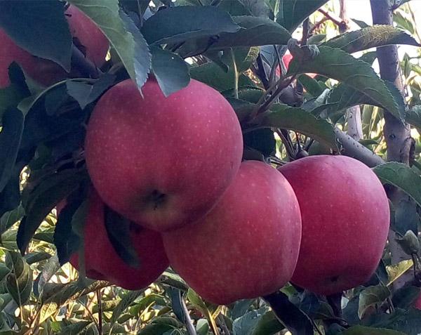 新紅星蘋果