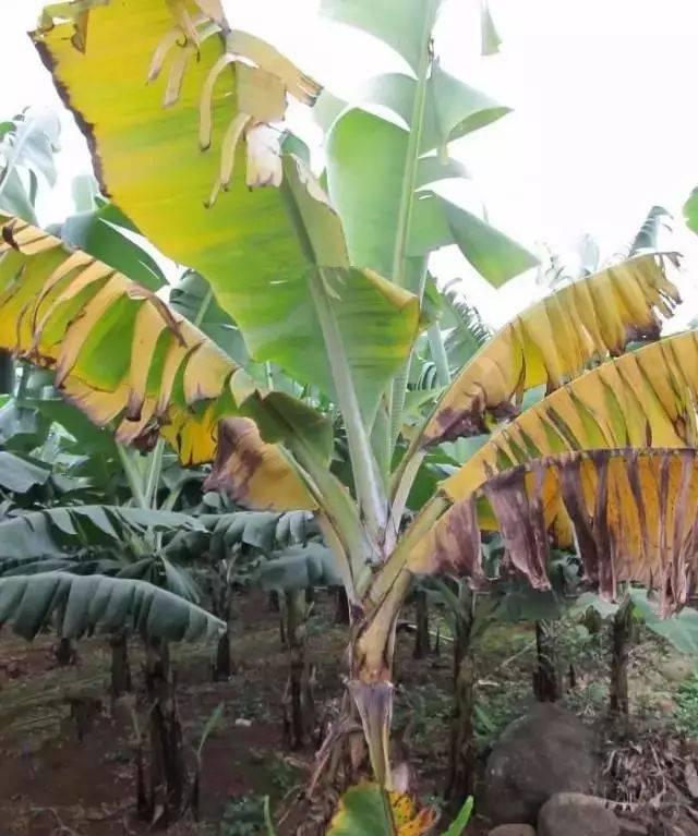 香蕉黃葉病