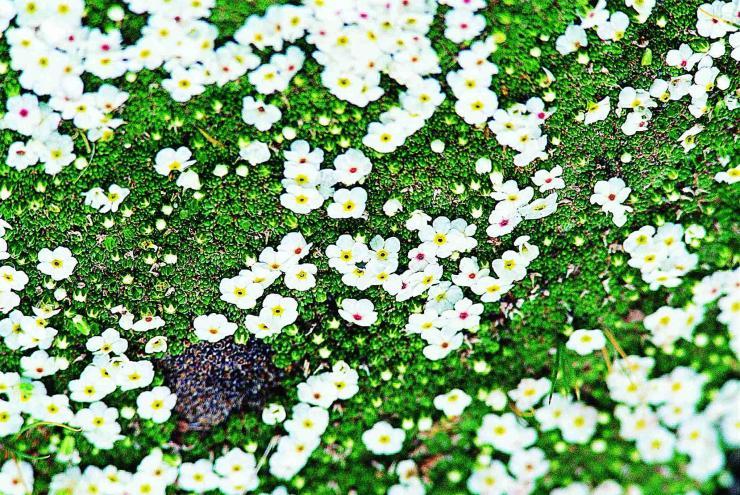 唐古拉點(diǎn)地梅