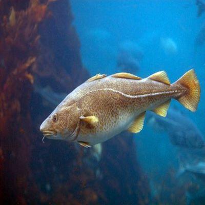 魚精