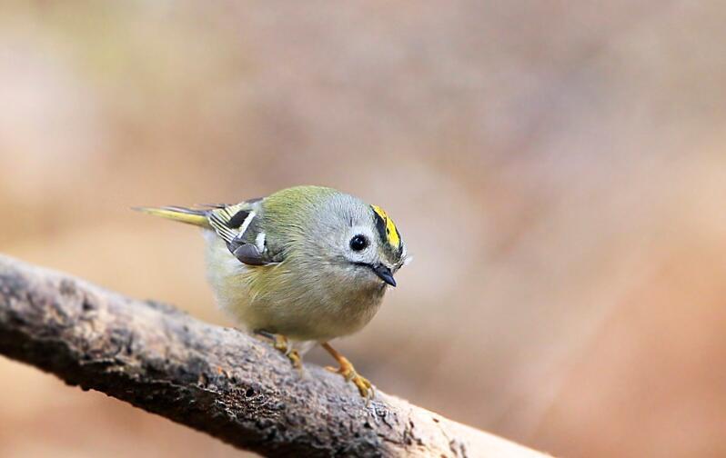 kinglet