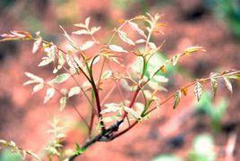 黃練芽