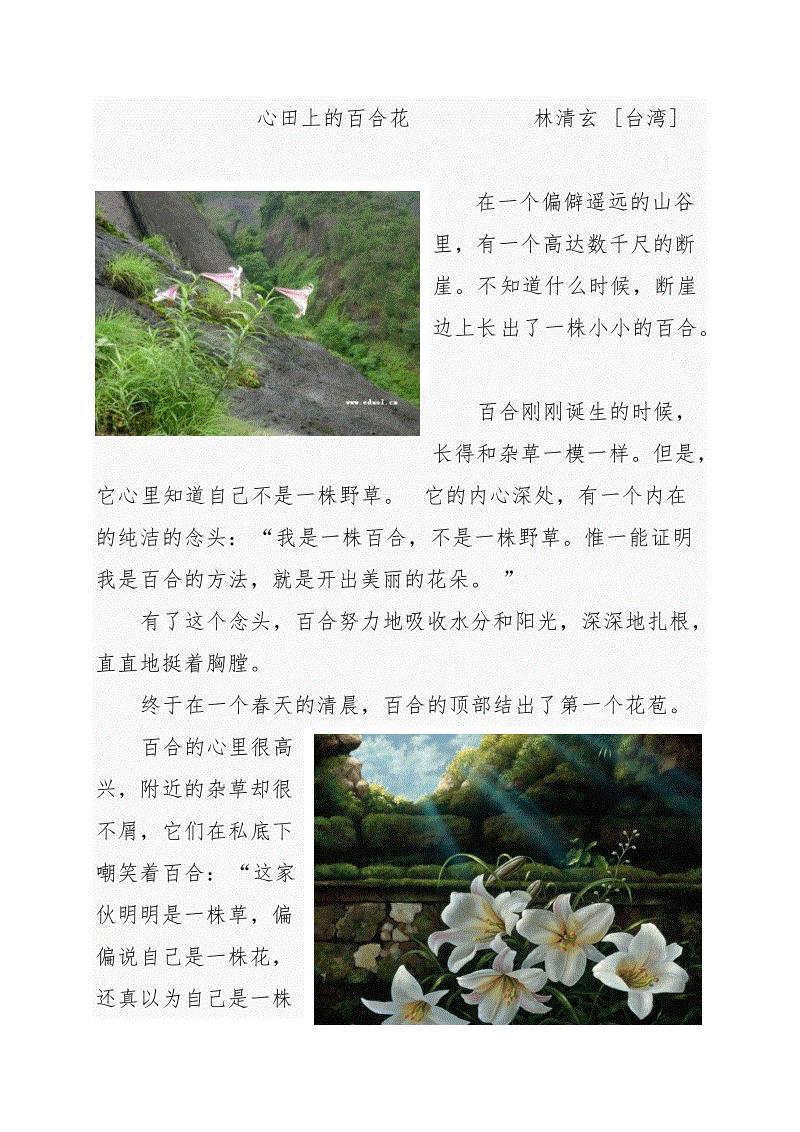 心田上的百合花