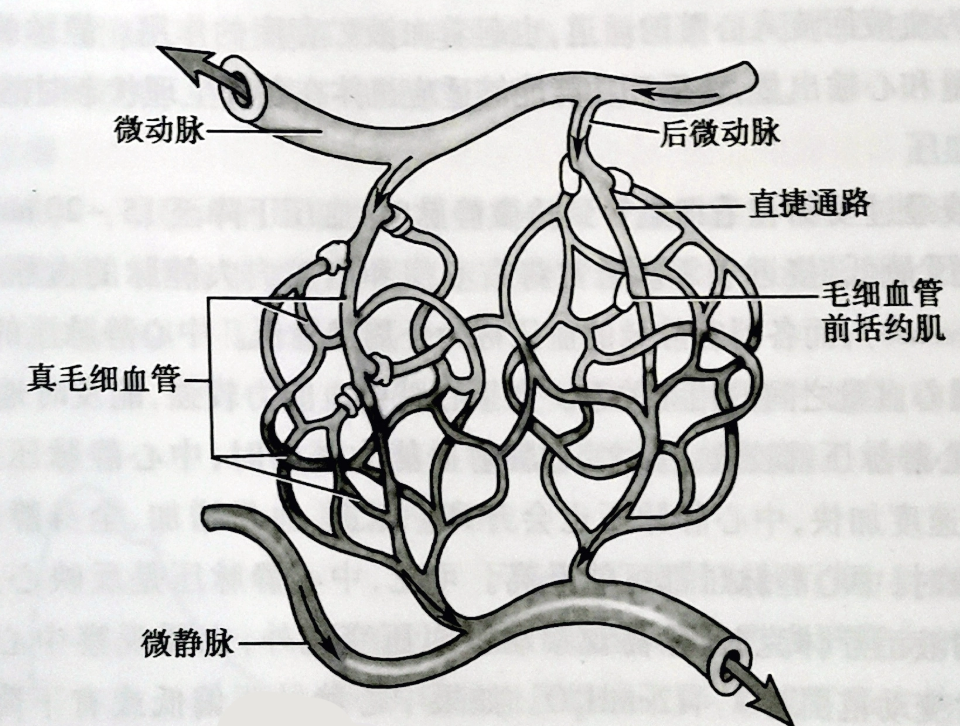 微循環(huán)