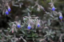 鎮(zhèn)康滇紫草