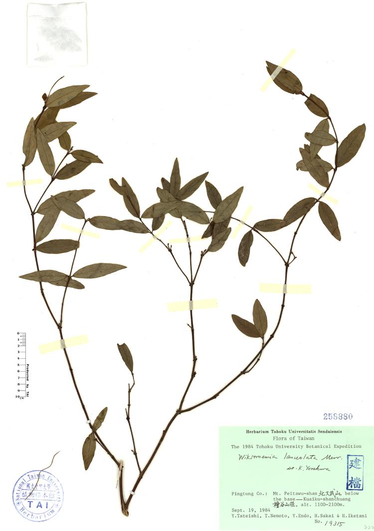 披針葉蕘花