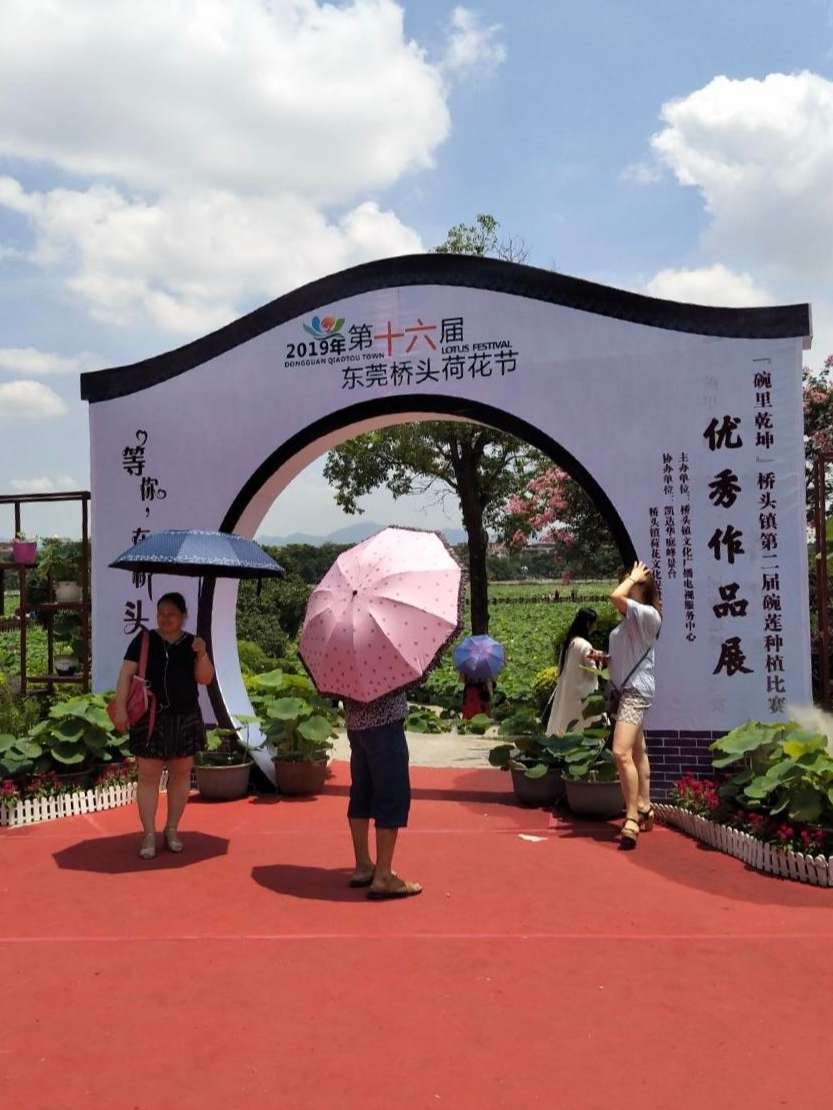 東莞橋頭荷花節(jié)