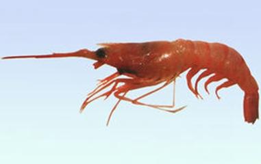 中华缺鞭米虾