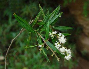 屏邊水錦樹(shù)
