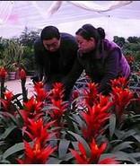 中國花卉網(wǎng)