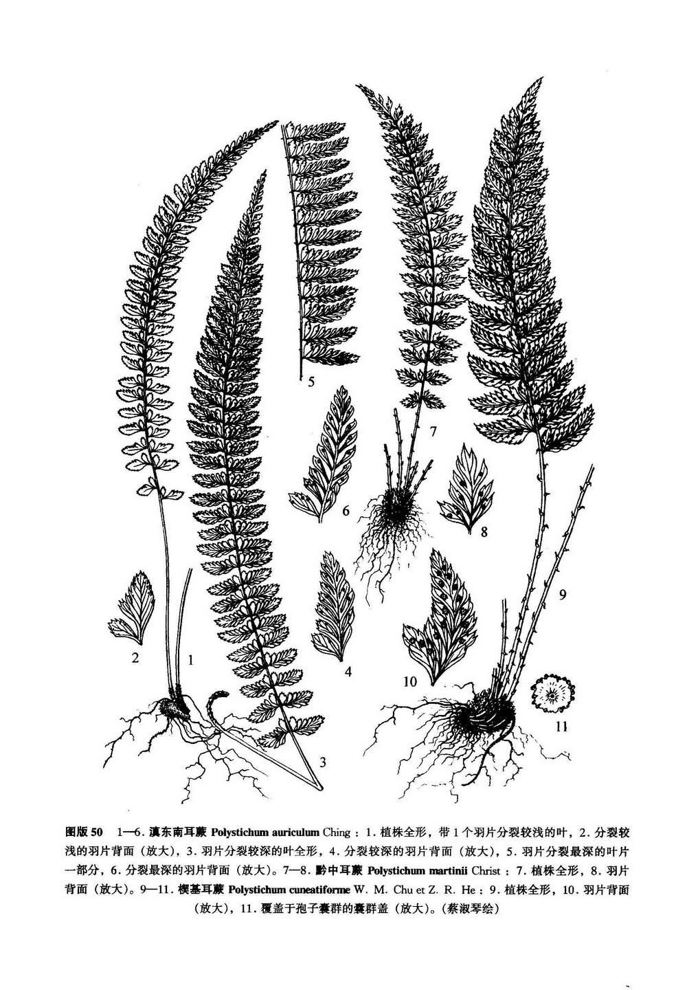 滇东南耳蕨
