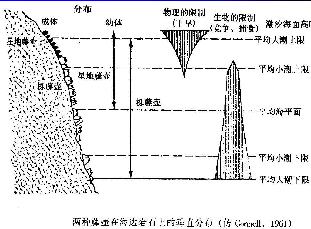 生态位法则