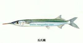瓜氏鱵
