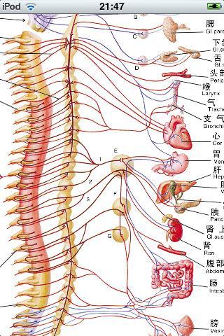 神经系统解剖学