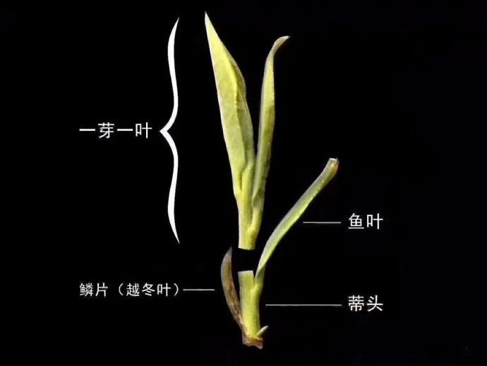 魚葉