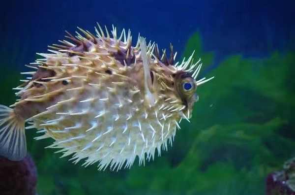 刺河豚