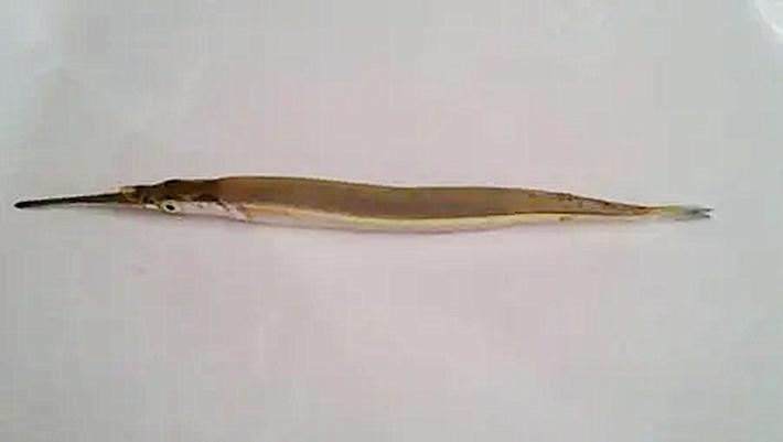 长鱵