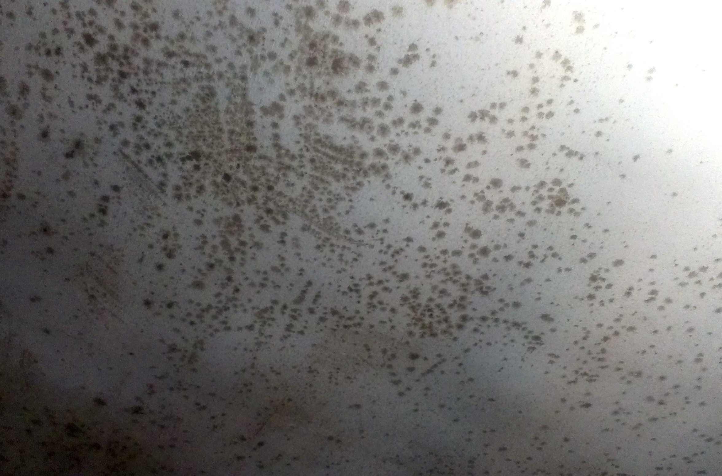 墙体霉菌