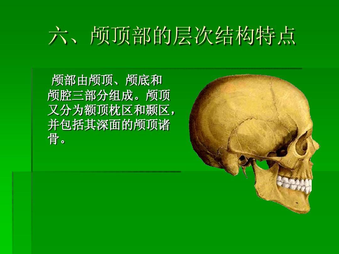 颅顶区