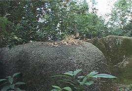 龍石村
