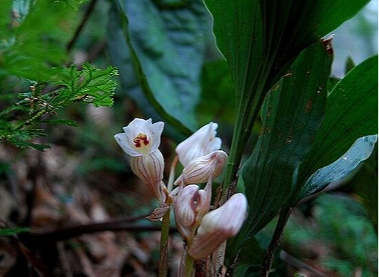 坛花兰属