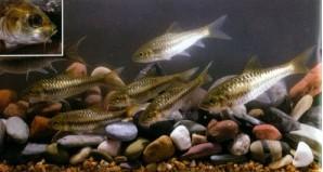 大鱗結(jié)魚
