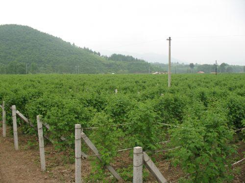 孤山镇