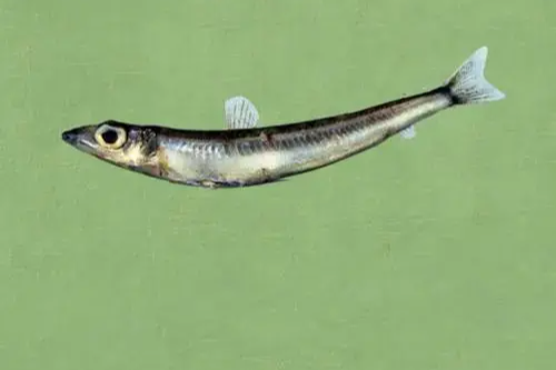 珍魚