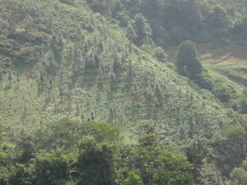 南景村