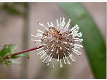 毛葉水錦樹(shù)