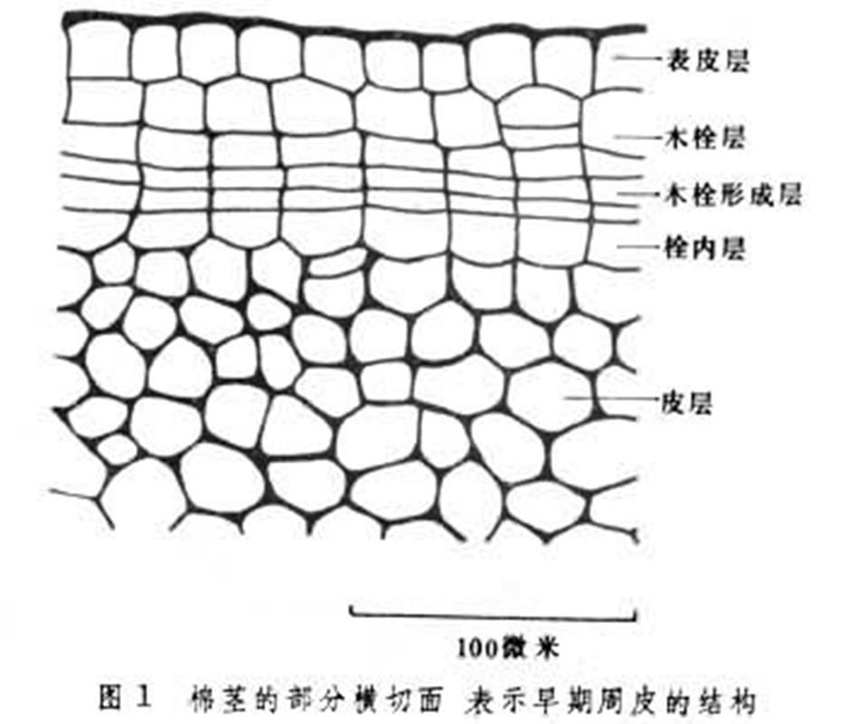 木栓层形成以前,幼茎表皮上的气孔,是气体进出植物体的门户.