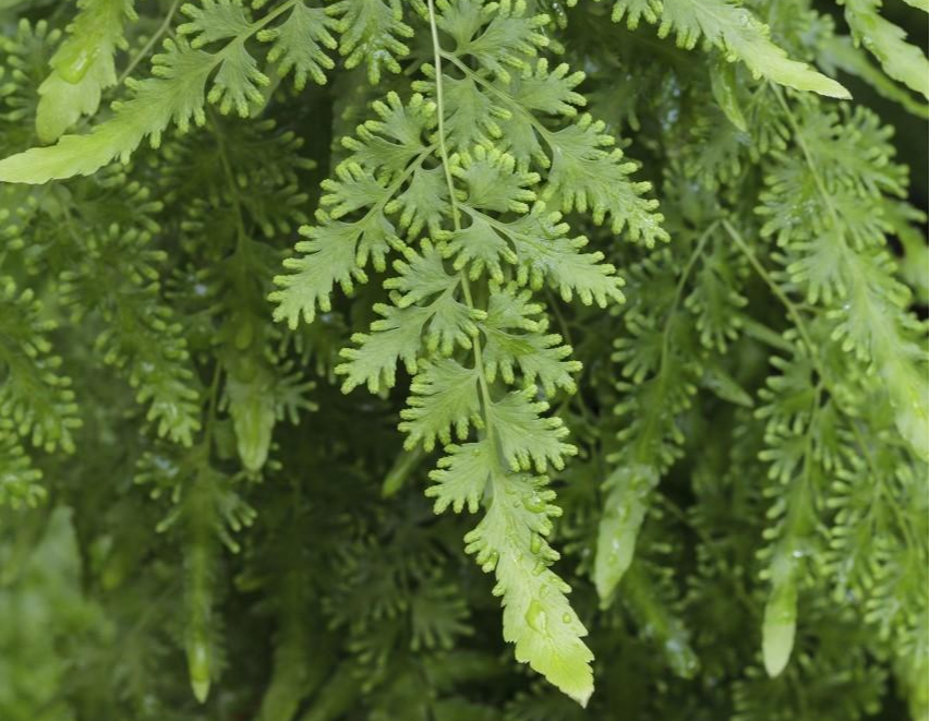 罗曼藤蕨