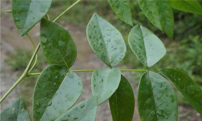 光葉毛瓣木藍(lán)