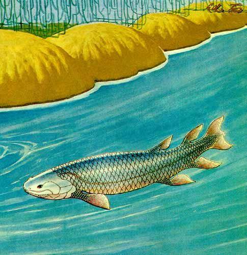 總鰭魚亞綱