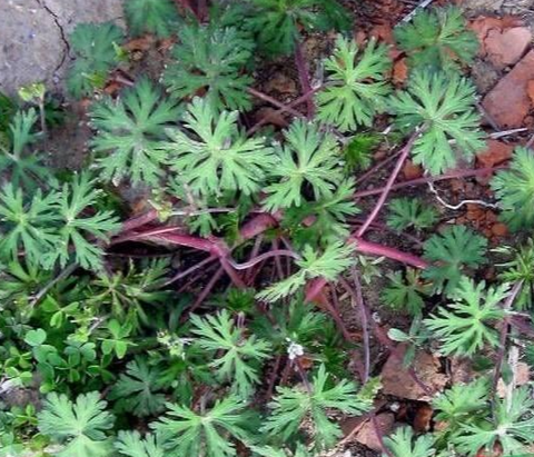 东北老鹳草