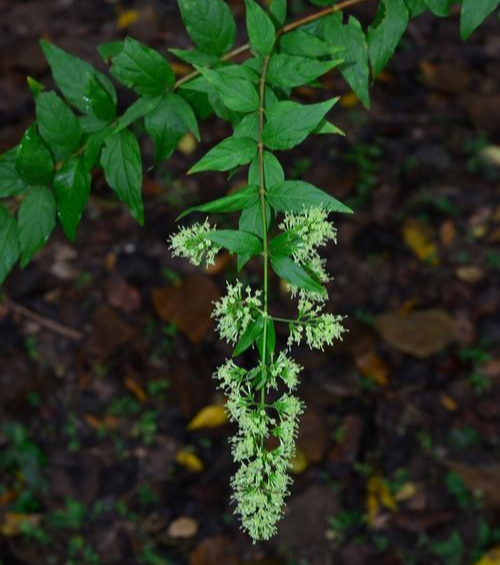垂枝水錦樹(shù)